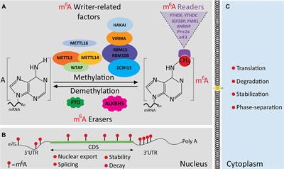 Emerging Role of m6 A Methylome in Brain Development: Implications for Neurological Disorders and Potential Treatment